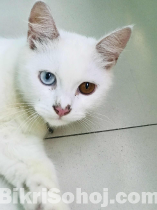 Parsian Cat